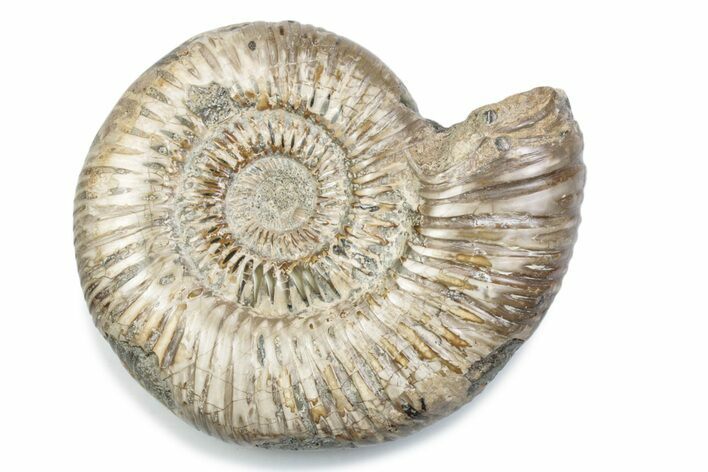 Polished Jurassic Ammonite (Perisphinctes) - Madagascar #378944